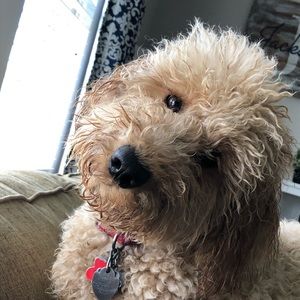 Meet your Posher, Abigail